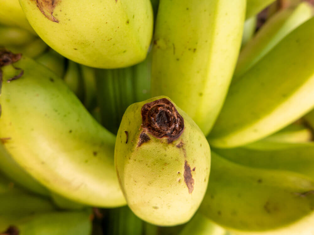 The banana - a very popular fruit