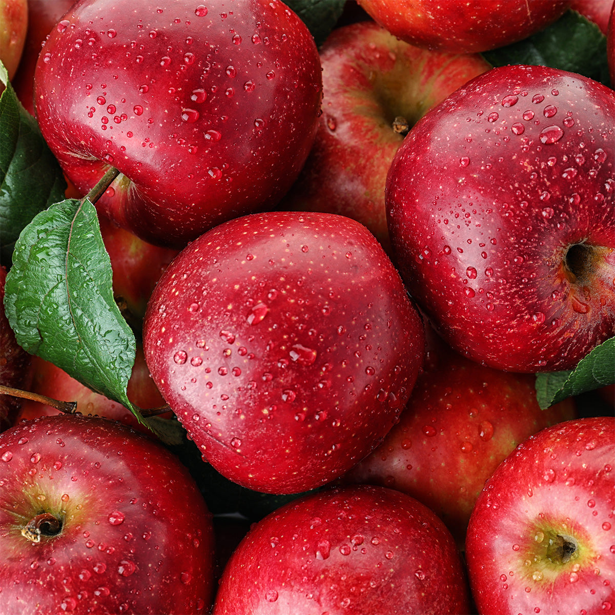 Close-up of several red apples with water drops on the peel, some with green leaves.